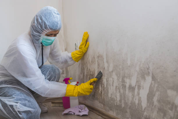 Why You Should Choose Our Mold Remediation Services in Haskell, TX